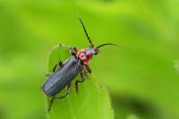 Cantharis rustica