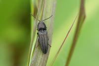 Cidnopus pilosus