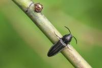Cidnopus pilosus