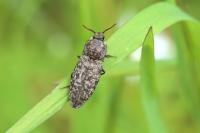 Agrypnus murinus