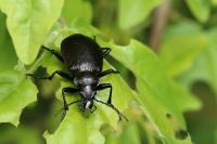 Calosoma inquisitor