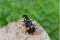 Anthocomus fasciatus