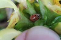 Harmonia quadripunctata