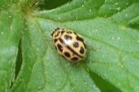 Tytthaspis sedecimpunctata
