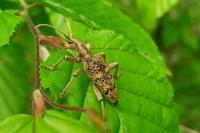 Rhagium sycophanta