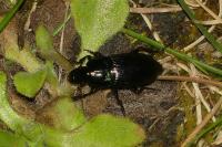 Harpalus