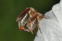 Melolontha melolontha