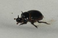 Copris lunaris