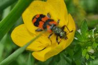 Trichodes alvearius