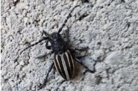 Iberodorcadion fuliginator