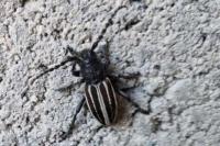 Iberodorcadion fuliginator