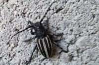 Iberodorcadion fuliginator