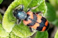 Trichodes alvearius