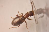 Omonadus floralis