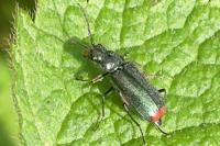 Malachius bipustulatus