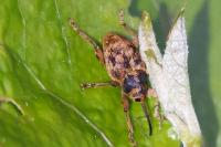 Curculio