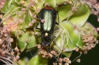 Malachius bipustulatus
