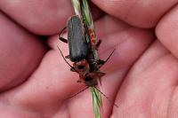Cantharis rustica