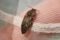 Agrypnus murinus