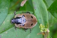 Dendroxena quadrimaculata