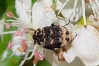 Valgus hemipterus