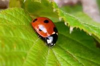Coccinella septempunctata