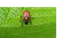 Apoderus coryli