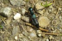 Ocypus ophthalmicus