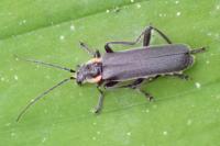 Cantharis