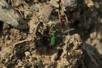 Cicindela campestris