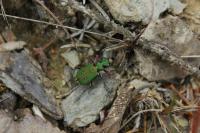 Cicindela campestris