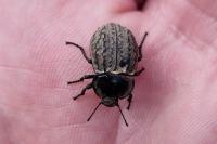 Asida sabulosa