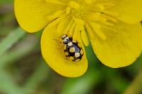 Coccinula quatuordecimpustulata