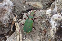 Cicindela campestris