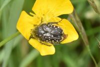 Oxythyrea funesta