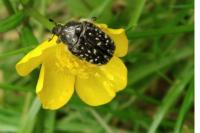 Oxythyrea funesta