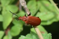 Pyrochroa serraticornis