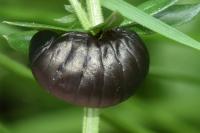 Timarcha tenebricosa
