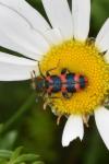 Trichodes alvearius