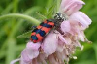Trichodes alvearius