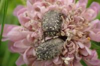 Oxythyrea funesta