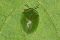 Cassida viridis
