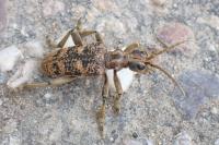 Rhagium sycophanta
