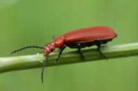 Pyrochroa serraticornis