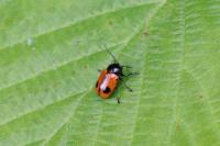 Cryptocephalus bipunctatus