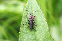 Cantharis rustica