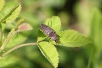 Agrypnus murinus
