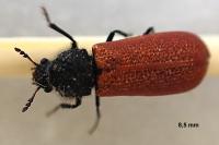 Bostrichus capucinus