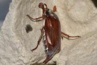 Melolontha melolontha