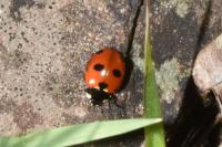 Coccinella septempunctata